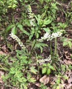 White Sweetclover: Melilotus albus