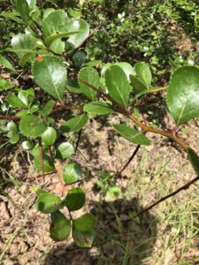 Cockspur Hawthorn: Crataegus crus-galli