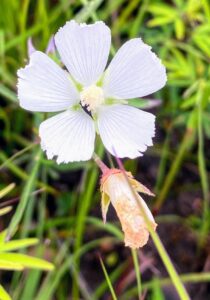 Musk Mallow: Malva moschata