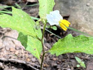 Carolina Horsenettle: Solanum crolinense