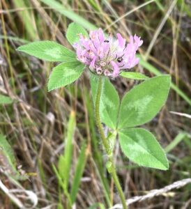 Red Clover: Trifolium pratense