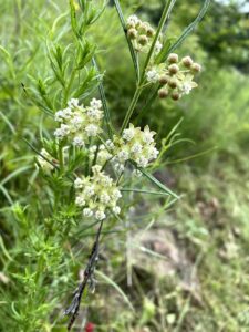 Slimleaf Milkweed: Asclepias stenophylla