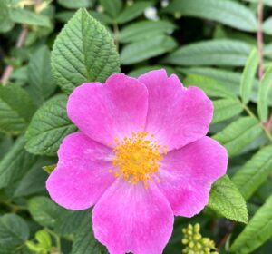 Wood's rose: Rosa woodsii