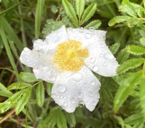Climbing Rose: Rosa setigera