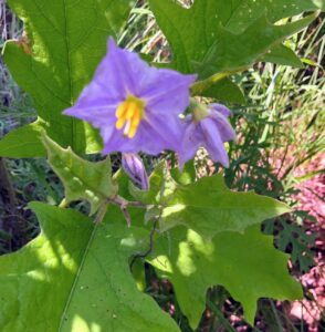 Western Horsenettle: Solanum dimidiatum