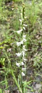 Slender Ladies'-tresses: Spiranthes lacera