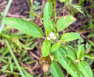 Sand Croton: Croton glandulosus