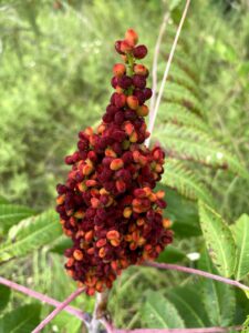 Smooth Sumac: Rhus glabra