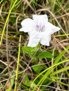 Wild Petunia: Ruellia humilis
