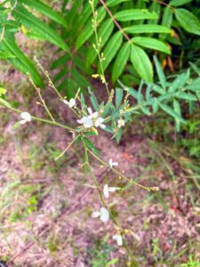Harperella: Ptilimnium nodosum