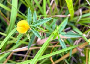 Sidebeak Pencilflower: Stylosanthes biflora
