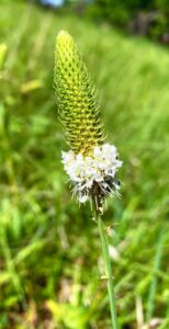 White Prairie Clover: Dalea candida