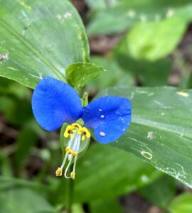 Asiatic Dayflower: Commelina communis