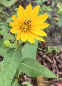 Woodland Sunflower: Helianthus divaricatus