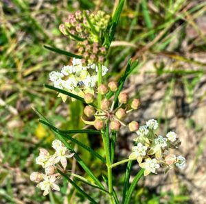 Whorled Milkweed: Asclepias verticillata