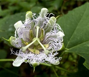 Passion Fruit: Passiflora edulis