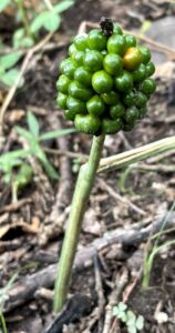 Jack-in-the-Pulpit: Arisaema triphyllum