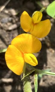 Sidebeak Pencilflower: Stylosanthes biflora