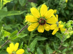 Chocolate Daisy: Berlandiera lyrata