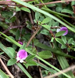Common Lespedeza - Kummerowia striata