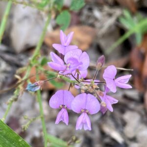 Panicled-leaf Ticktrefoil Desmodium paniculatum