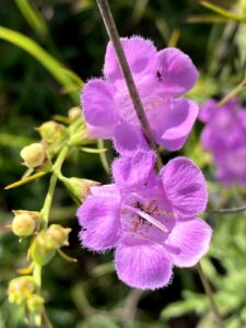 Purple False Foxglove - Alginis purpurea