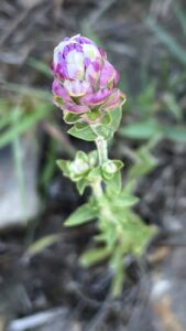 Purple Milkwort - Polygala sanguinea