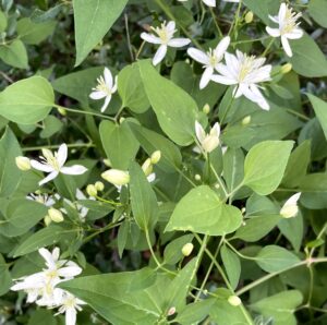 Sweet Autumn Clematis - Clematis terniflora