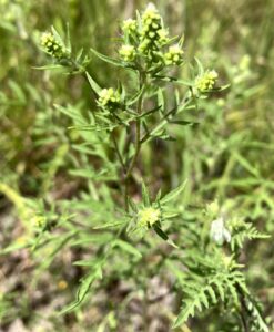 Western Ragweed
